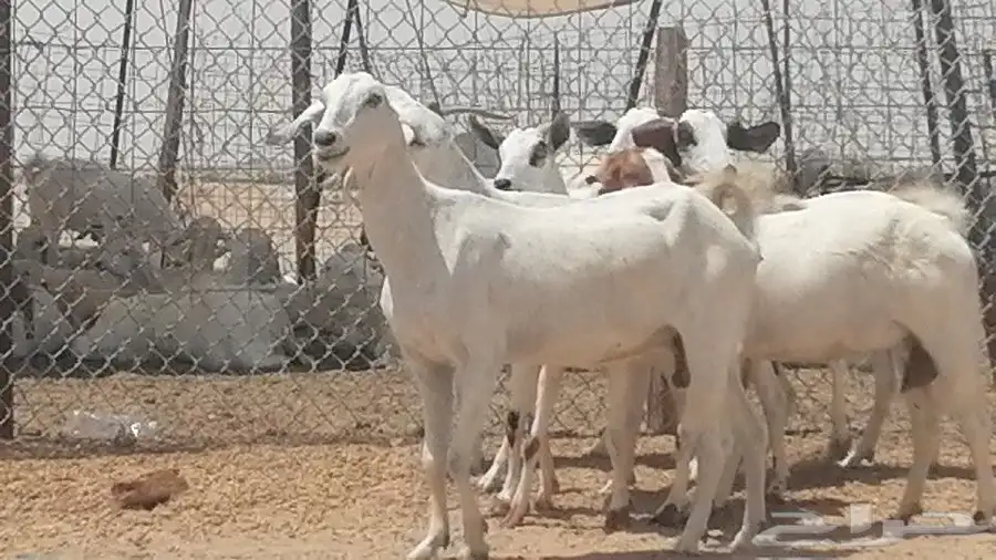 معزا بيشيات للبيع 7