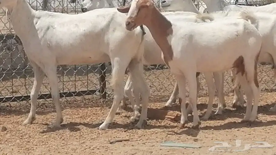 معزا بيشيات للبيع 1