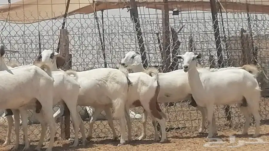معزا بيشيات للبيع 12