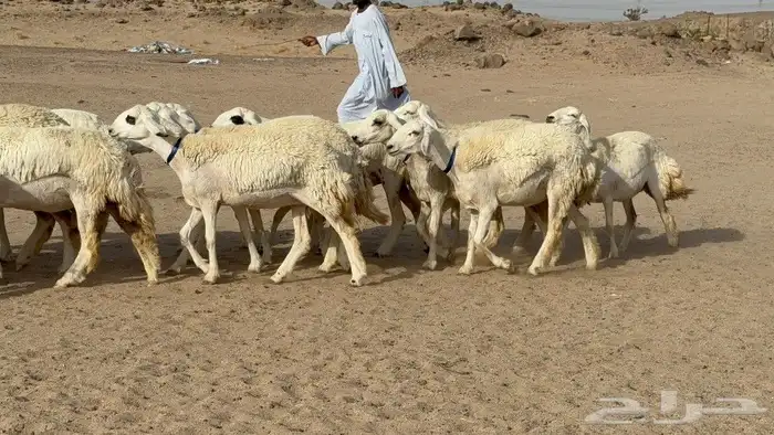 غنم حريات رخال 4