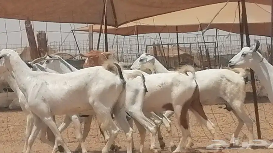 معزا بيشيات للبيع 9