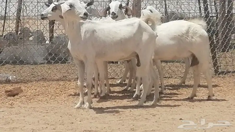 معزا بيشيات للبيع 5