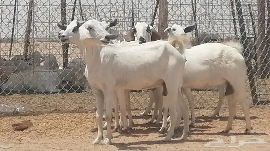 معزا بيشيات للبيع 6