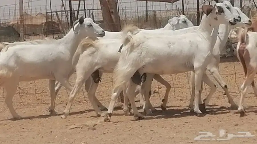 معزا بيشيات للبيع 2