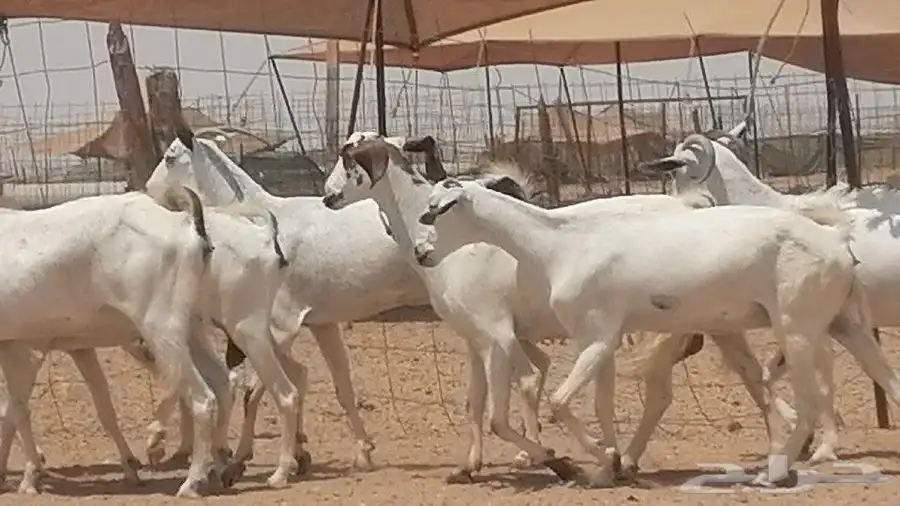 معزا بيشيات للبيع 15