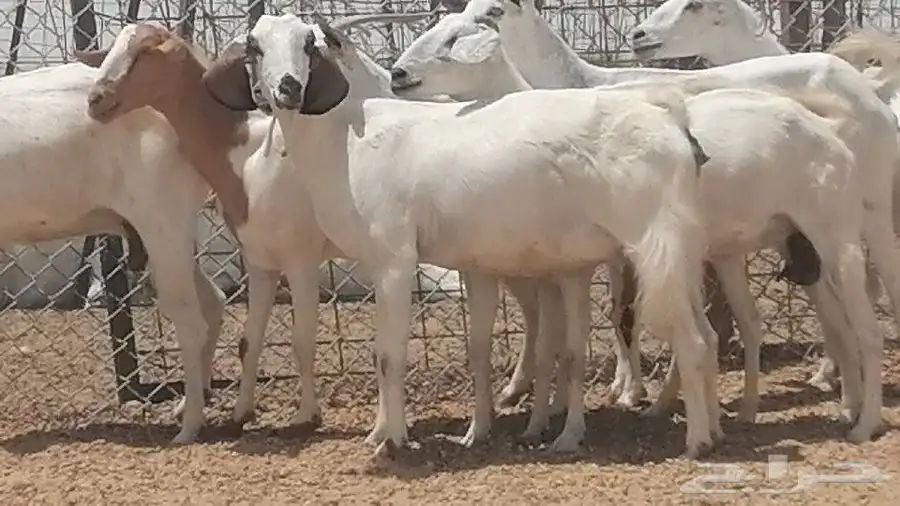 معزا بيشيات للبيع 25