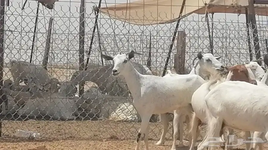 معزا بيشيات للبيع 8