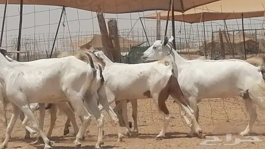 معزا بيشيات للبيع 10