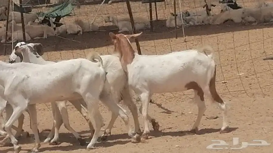 معزا بيشيات للبيع 17
