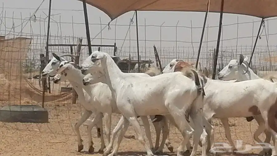 معزا بيشيات للبيع 11