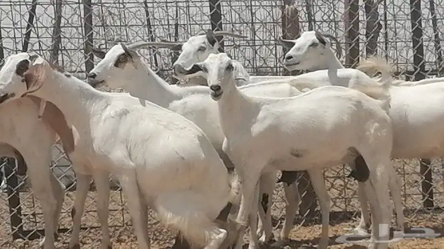 معزا بيشيات للبيع 24