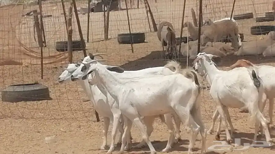 معزا بيشيات للبيع 18