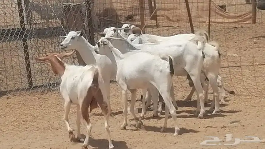 معزا بيشيات للبيع 22