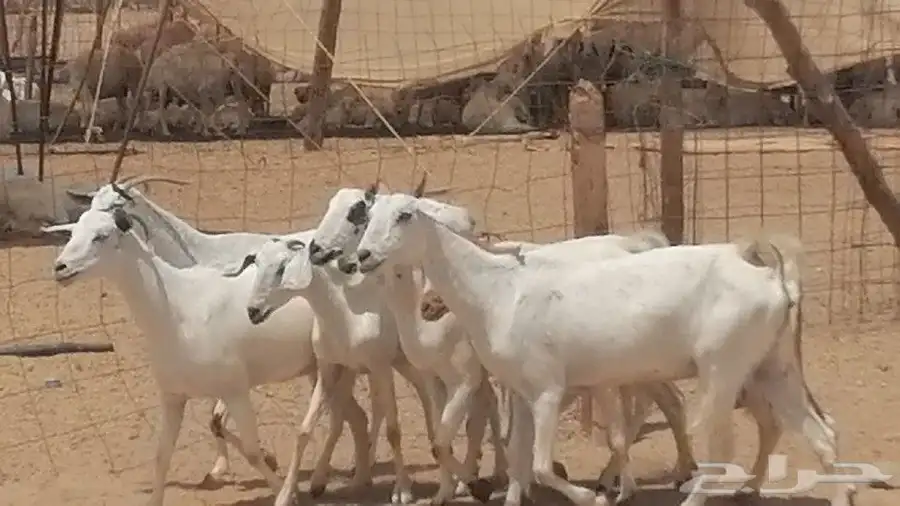 معزا بيشيات للبيع 16