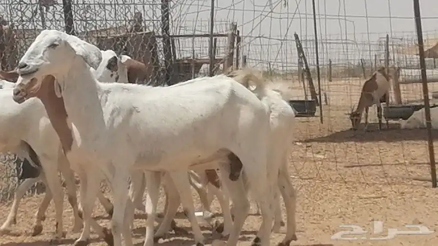 معزا بيشيات للبيع 4