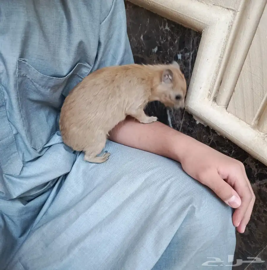وبارة نجدية 0