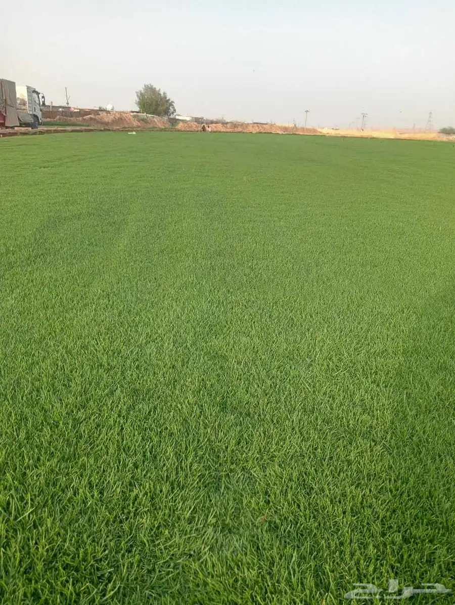 ثيل سي 2000صافي وطبيعي الموقع الخرج 2