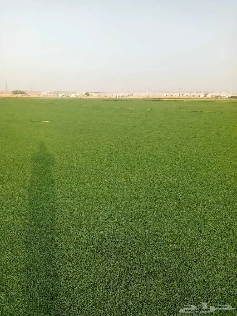 ثيل سي 2000صافي وطبيعي الموقع الخرج 5
