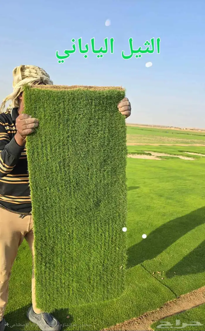 ثيل انجيله طبيعي سي 2000 درجه أولى من المزرعة مباشرة 10