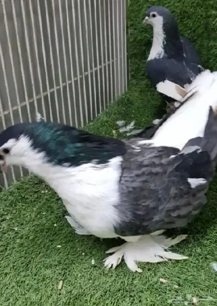 حمام فرنسي شيرازي بلدي 0