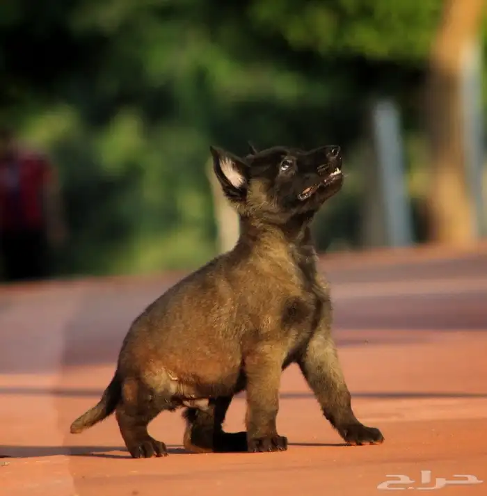 مالينو هالى مستوردين مستوى توب 0