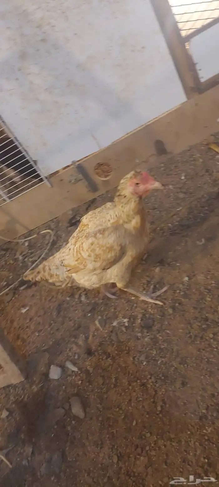 دجاج باكستاني 1