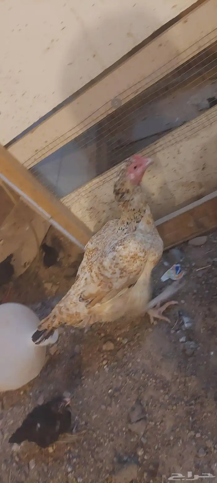 دجاج باكستاني 0