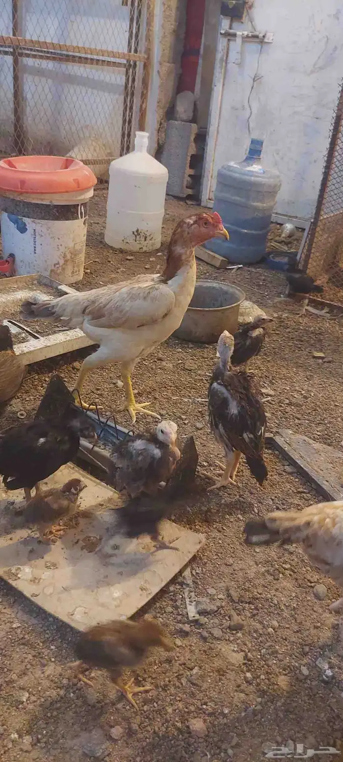 دجاج باكستاني 3