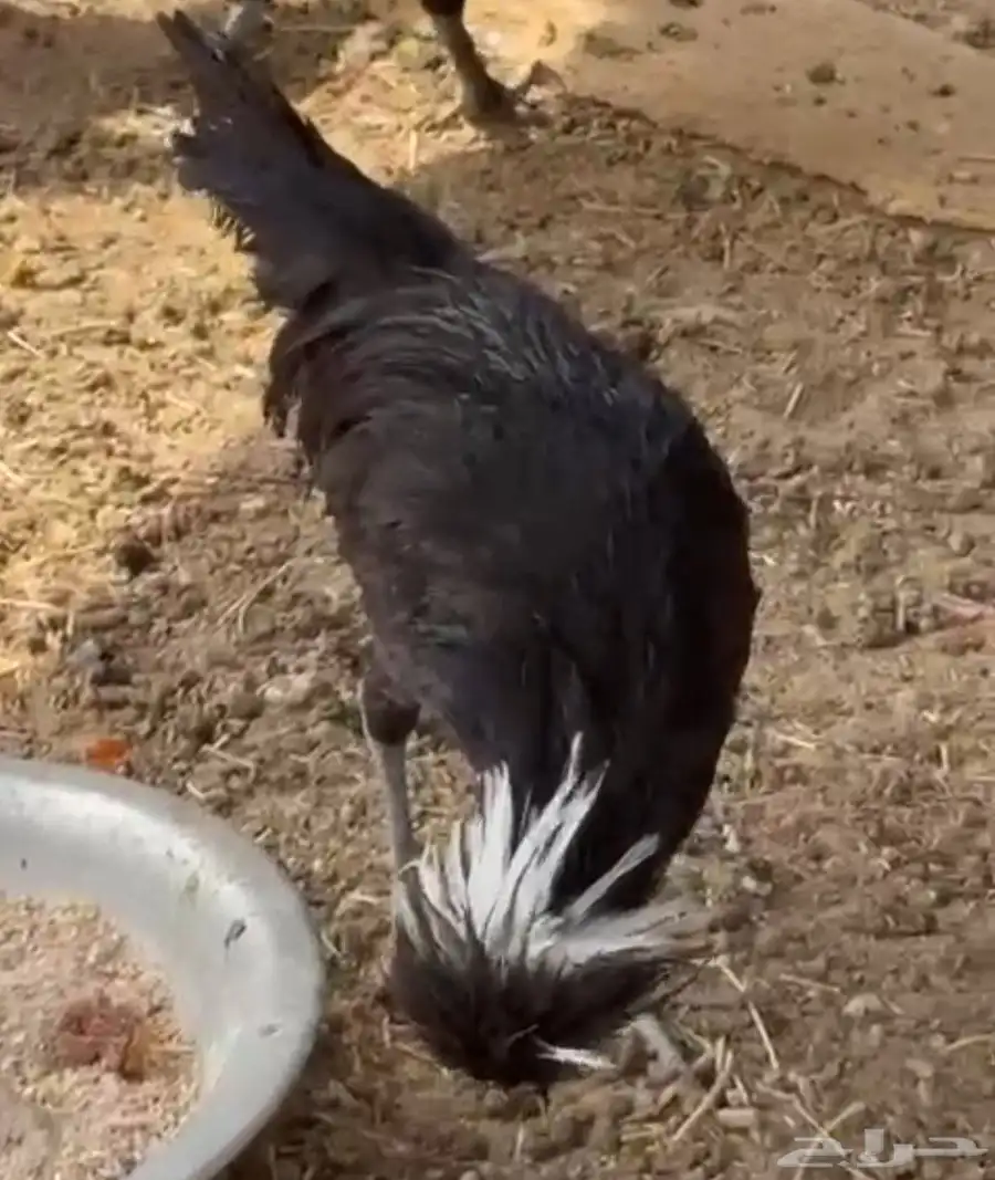 طيور دجاج للبيع 3