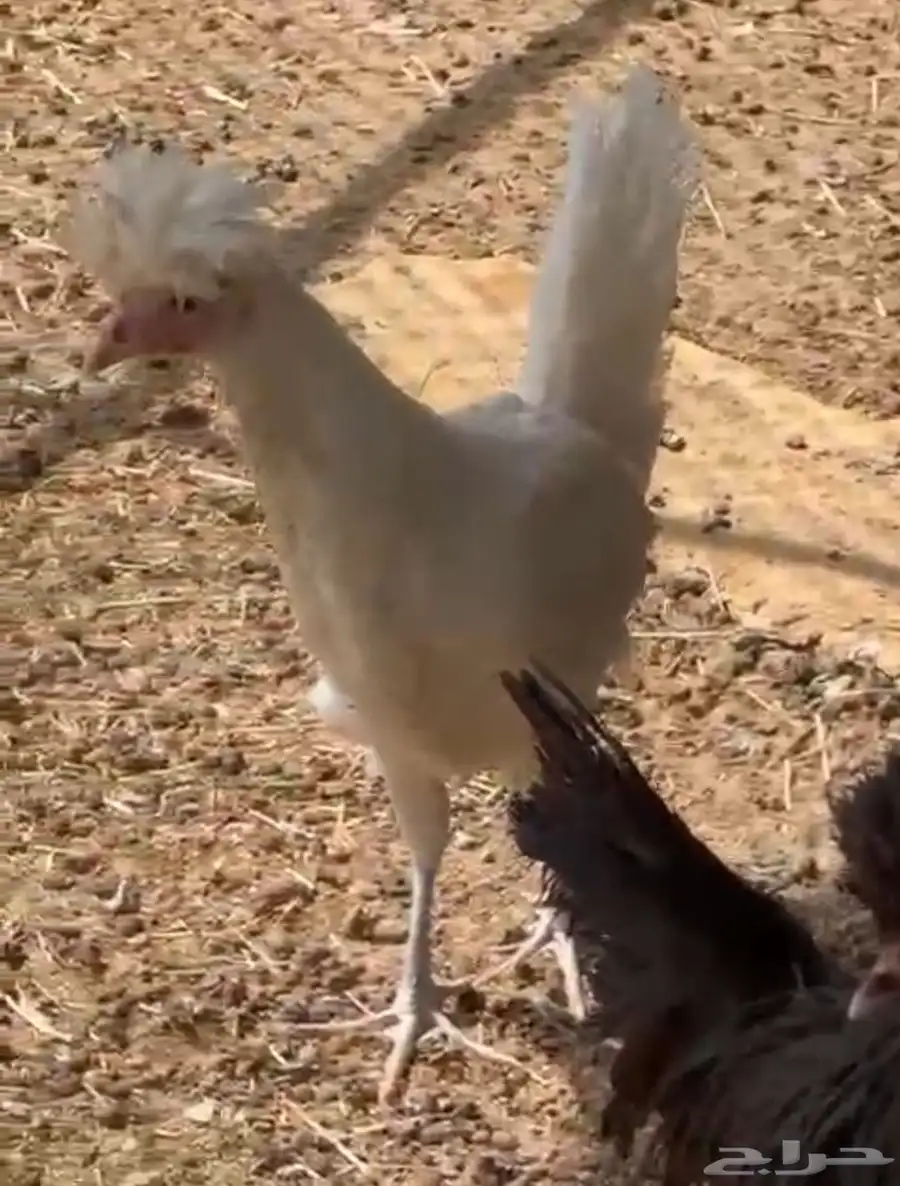 طيور دجاج للبيع 5