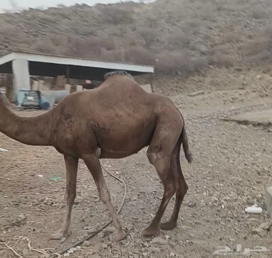 اعرض لكن مناقه حايل توي بايع قعودها ب3200سمينه ماشاء الله 1