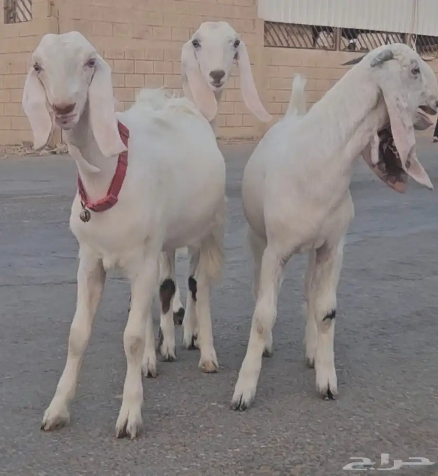 عرض 3 جفار جذعات مشاريك مطورات سلالات فواخر تب فوق الوصف 1