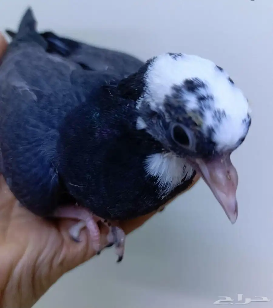 جوز صنعاوي شيبة معهم فرخ 6