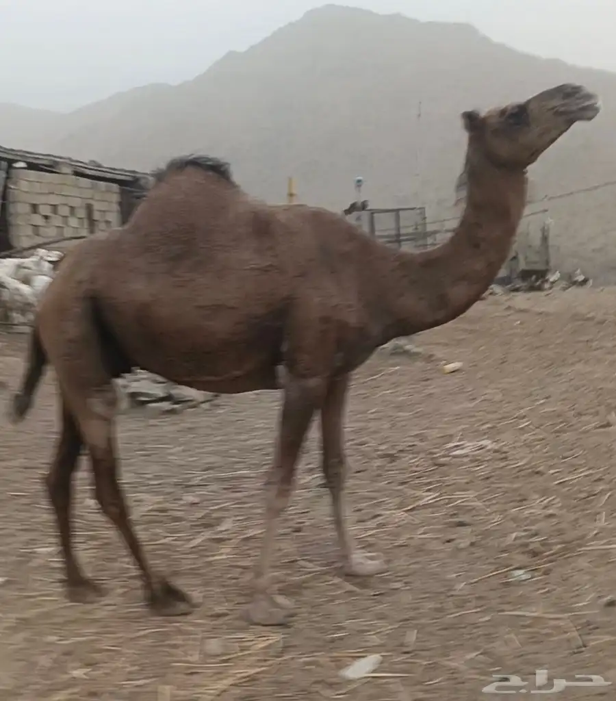 اعرض لكن مناقه حايل توي بايع قعودها ب3200سمينه ماشاء الله 0