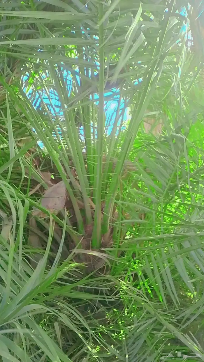 فسئل نقايل جثايث 3