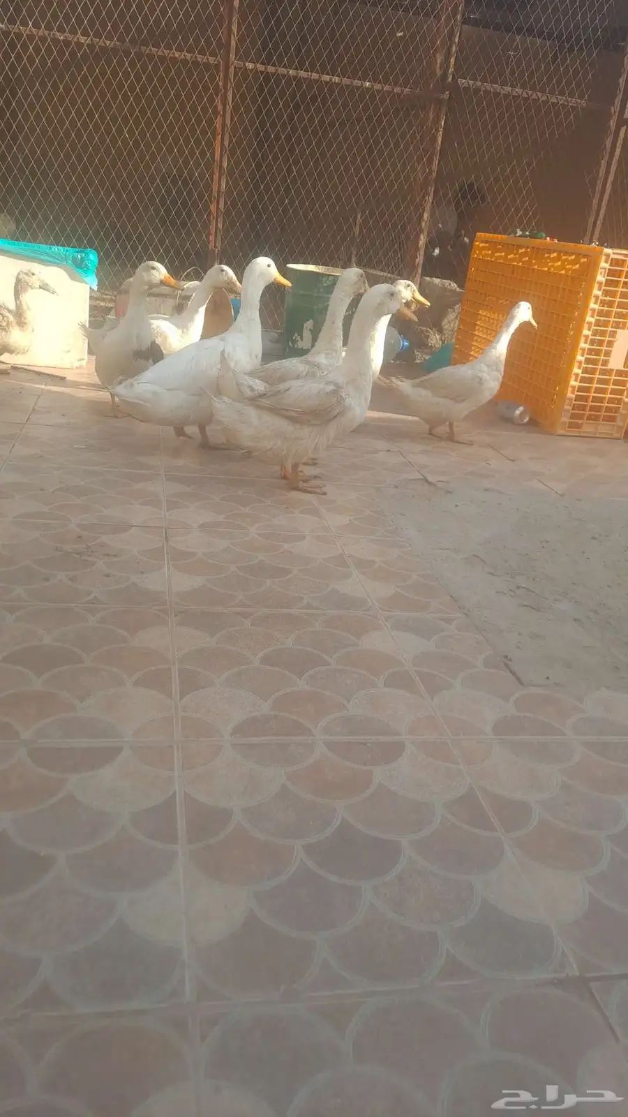 بط بكين 0