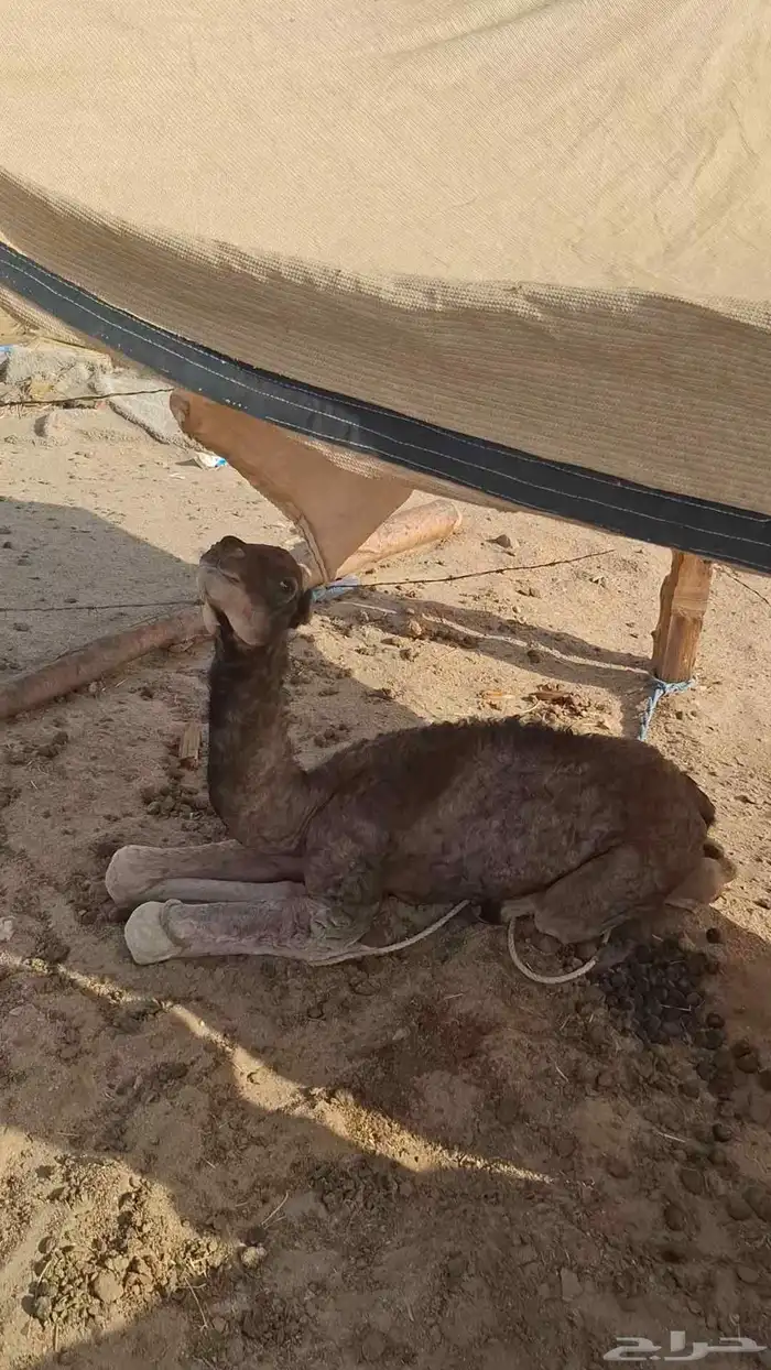 ناقه خلفه مشروطه من جميع العذاريب 3