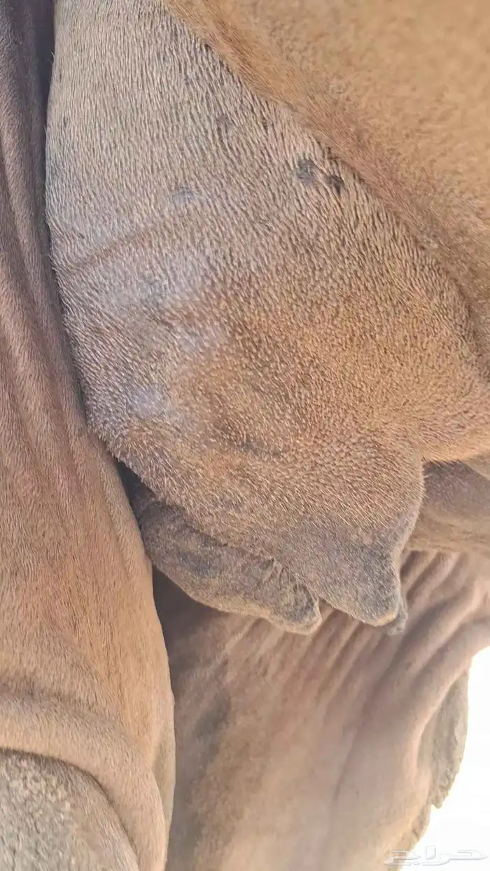 ناقه خلفه مشروطه من جميع العذاريب 7