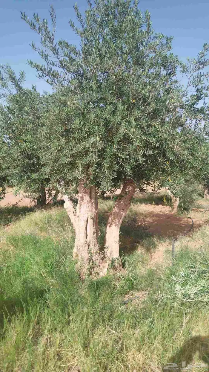 توريدنخيل وأشجار زيتون معمره 6