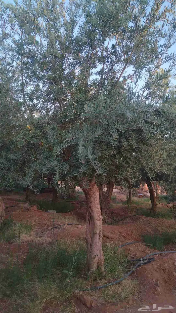 توريدنخيل وأشجار زيتون معمره 1