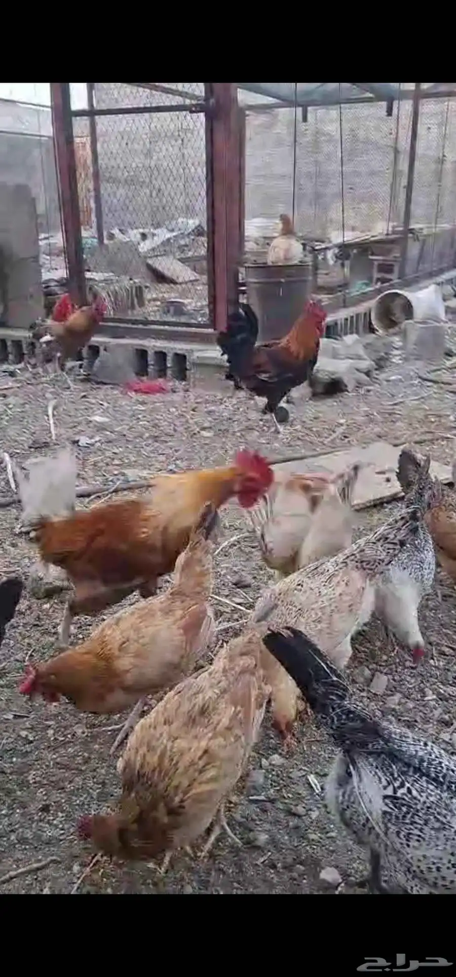 دجاج بلدي للبيع 2