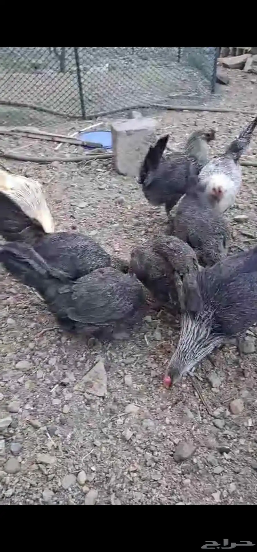 دجاج للبيع 1