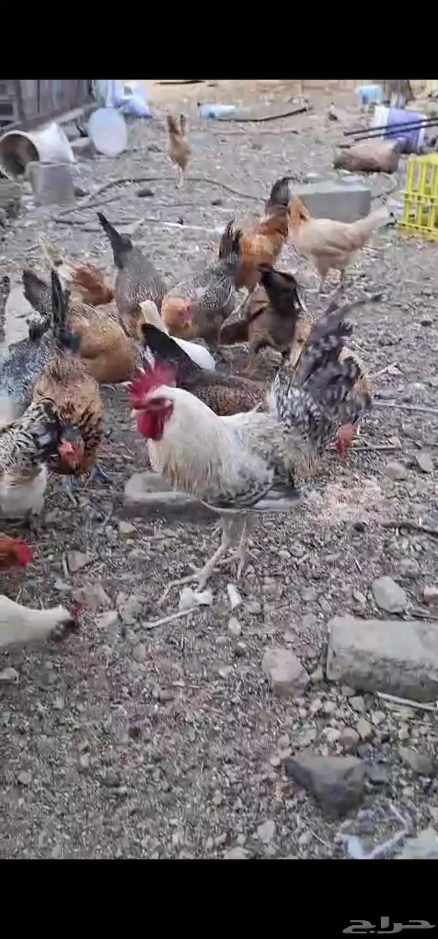 دجاج للبيع 3