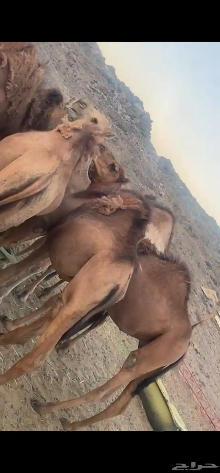 حشو سمينه ونظيفه على شعير وبرسيم 0