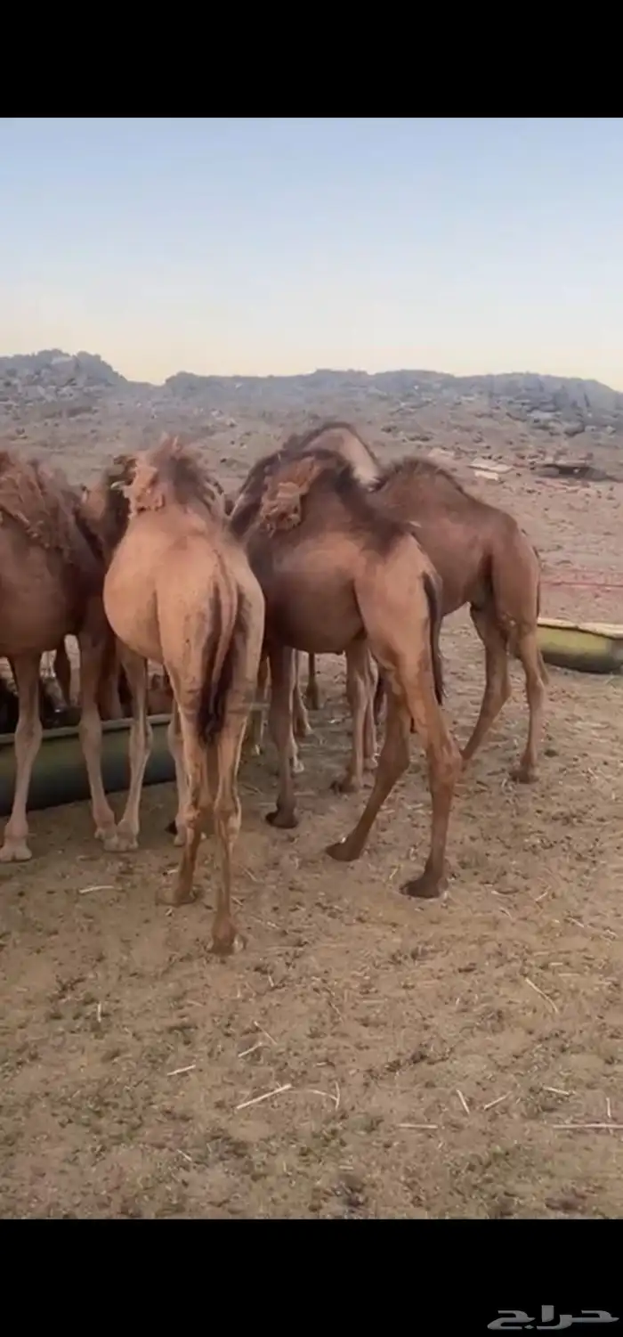 حشو سمينه ونظيفه على شعير وبرسيم 1