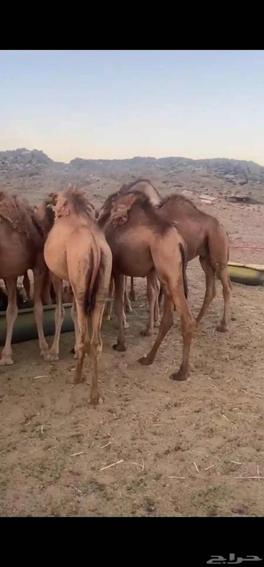حشو سمينه ونظيفه على شعير وبرسيم 1
