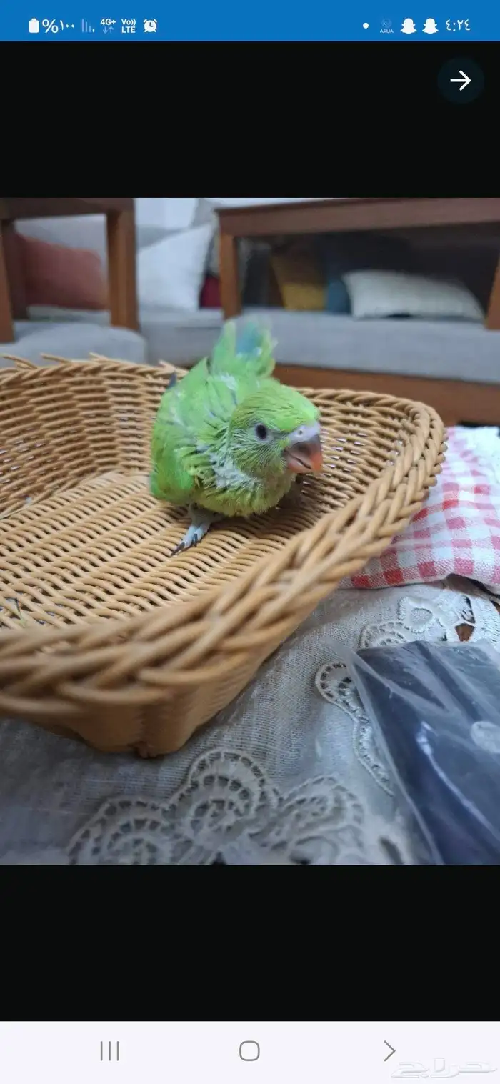 فروخ دره هندي انتاج محلي 0