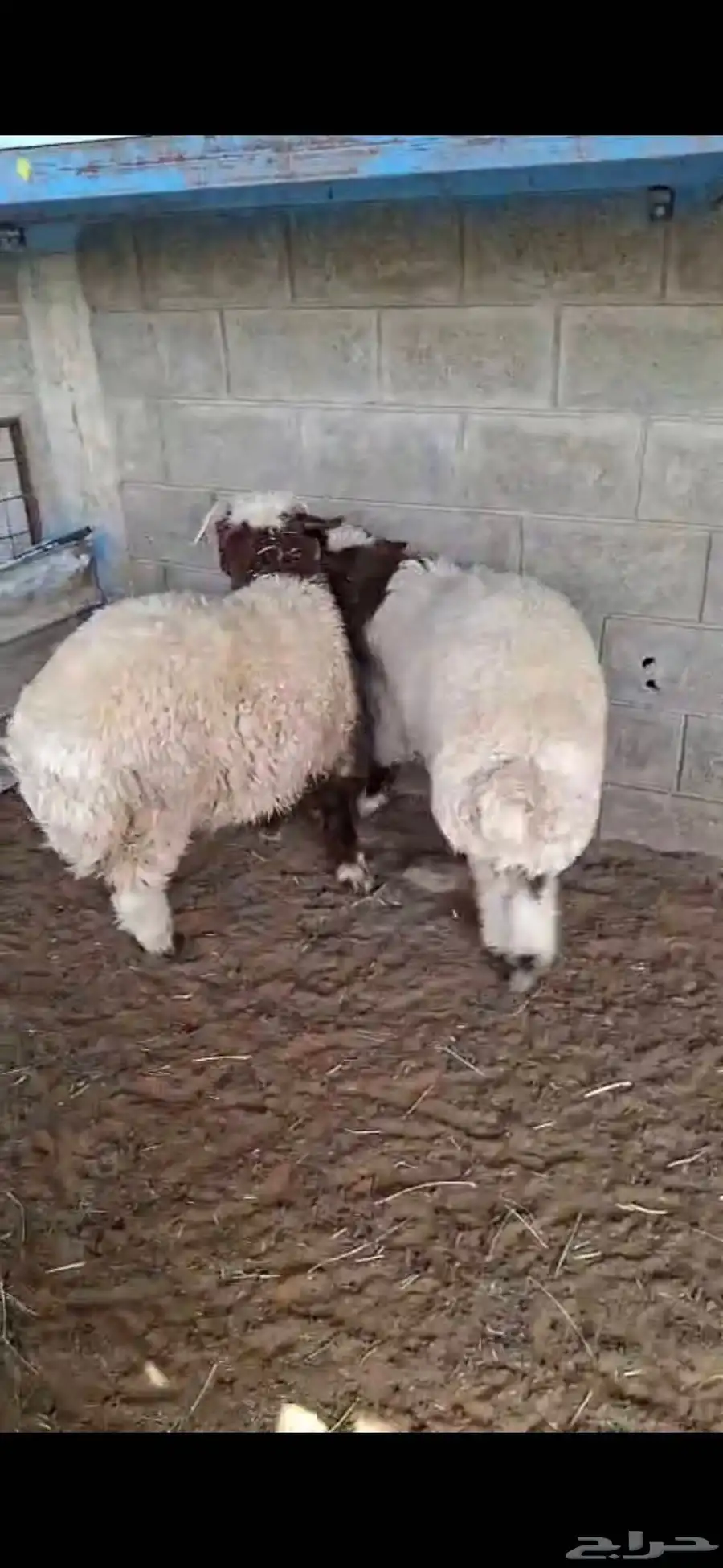 ذبائح فاخره نعيمي أو حري او نجدي تيوس بلادي نذر أو زواج صدقه 1