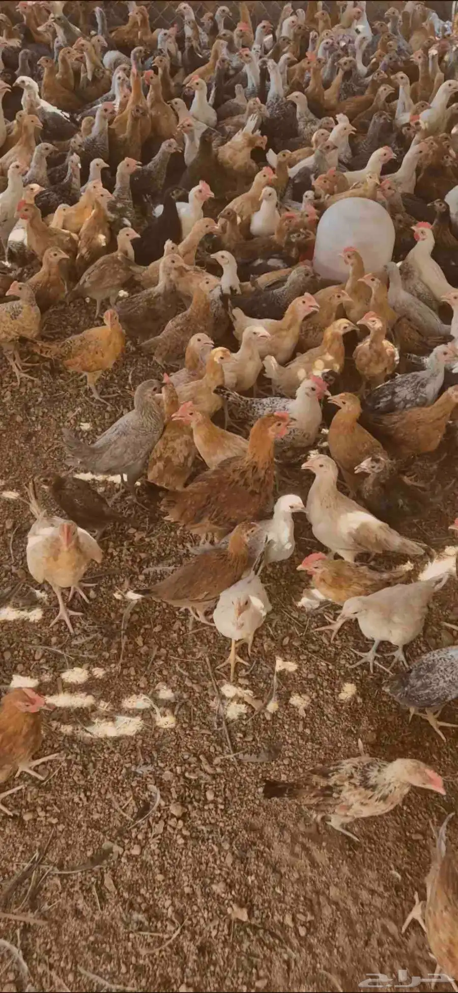 صوص (دجاج) كمية مفتوحة يوجد توصيل 0