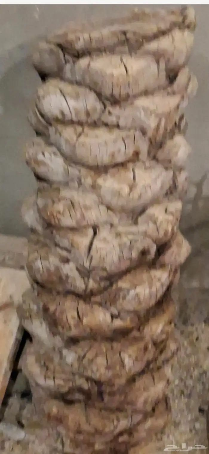 للبيع نبوع نخل 0